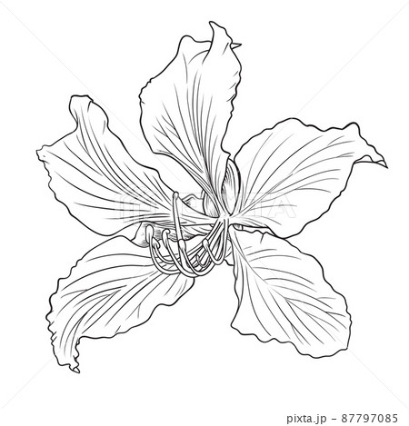 Hand drawn Bauhinia purpurea flower 87797085