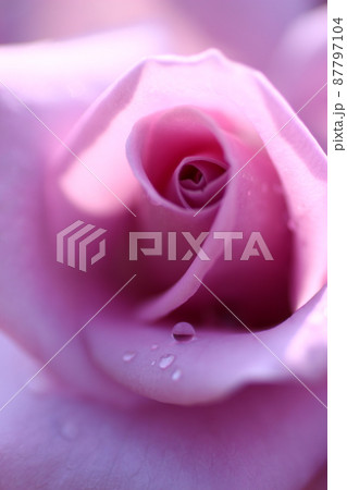 薔薇と雫の写真素材 [87797104] - PIXTA