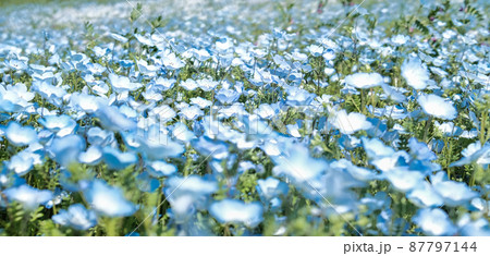 一面に咲いたネモフィラの花 87797144