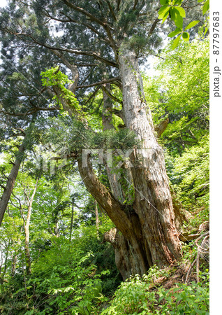 急斜面に立つ天然秋田杉　オブ山の大杉 87797683