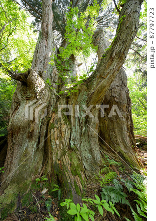 急斜面に立つ天然秋田杉 オブ山の大杉 急斜面に立つ天然秋田杉 オブ山の大杉 87797723
