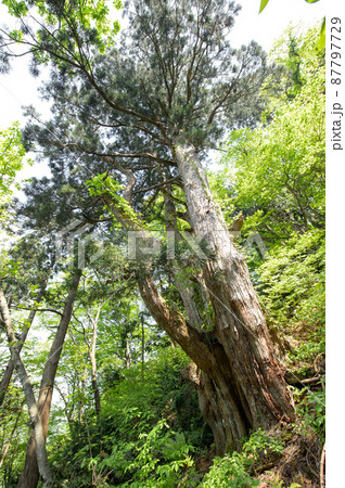 巨大天然秋田杉 オブ山の大杉 巨大天然秋田杉 オブ山の大杉 87797729