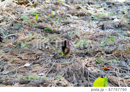 ザゼンソウ(玉宮ザゼンソウ群生地) ザゼンソウ(玉宮ザゼンソウ群生地) 87797790