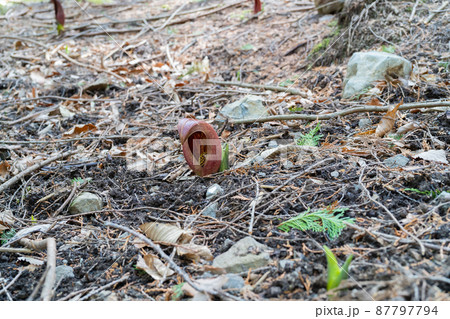 ザゼンソウ（玉宮ザゼンソウ群生地） 87797794