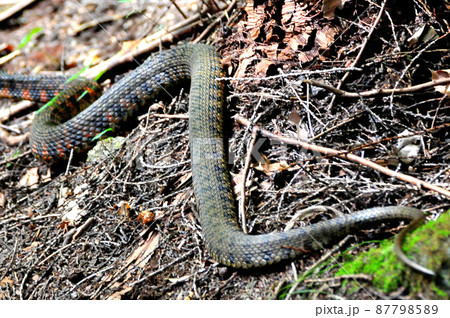 毒蛇、ヤマガカシ 87798589