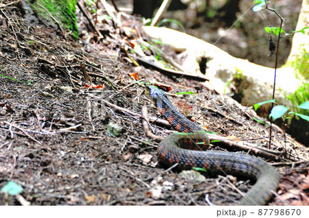 毒蛇、ヤマカガシ 87798670