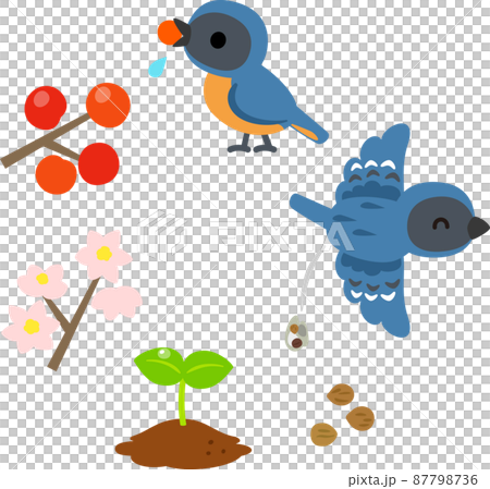 堅果和鳥類攜帶的種子 87798736