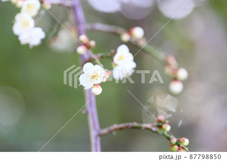 梅の花　玉咢枝垂 87798850