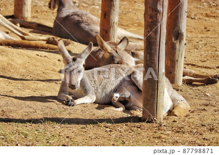 お腹から赤ちゃんの足が出ているアカカンガルー お腹から赤ちゃんの足が出ているアカカンガルー 87798871