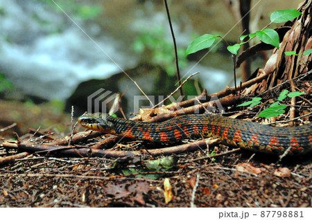 毒蛇、ヤマカガシ 毒蛇、ヤマカガシ 87798881