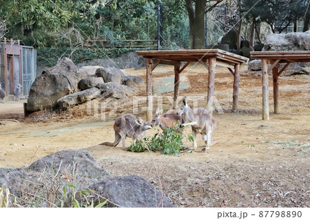 食事を楽しむアカカンガルー3頭 食事を楽しむアカカンガルー3頭 87798890