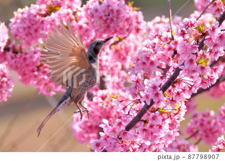 満開の河津桜の中を喜んで飛び回るヒヨドリ 満開の河津桜の中を喜んで飛び回るヒヨドリ 87798907