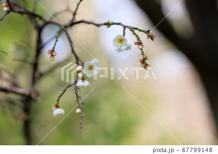 梅の花　玉咢枝垂 87799148