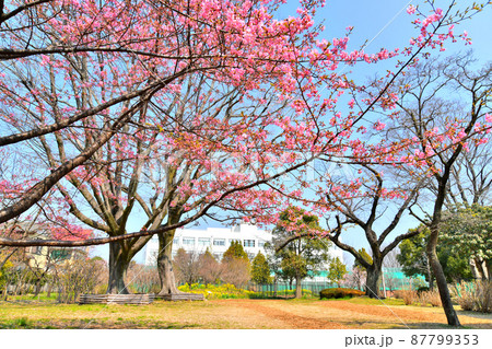 武蔵野中央公園／河津桜(東京都武蔵野市)【2022.3】 87799353