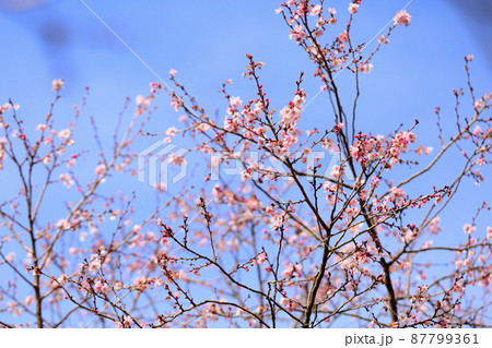ジュウガツザクラの花 87799361