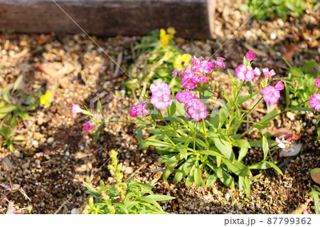 ダイアンサスの花 87799362