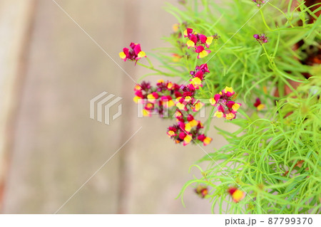 リナリアの花 リナリアの花 87799370