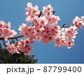 桜③ 87799400
