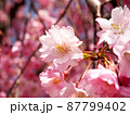 桜⑤ 87799402