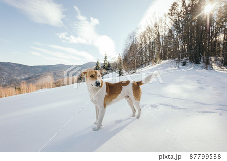 A dog that is standing in the snow A dog that is standing in the snow 87799538