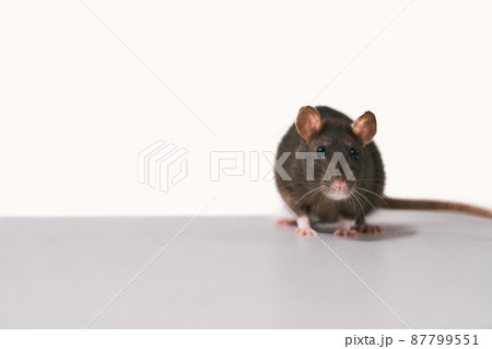 Brown domestic rat looking at camera with white background. 87799551