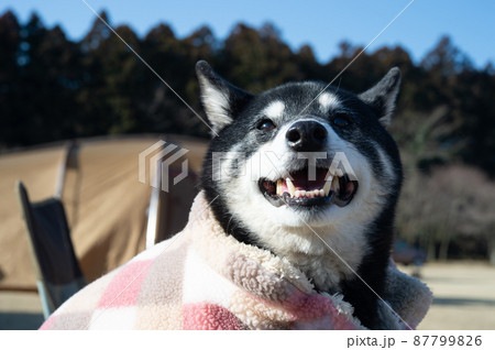 ポンチョを着た黒柴犬 ポンチョを着た黒柴犬 87799826