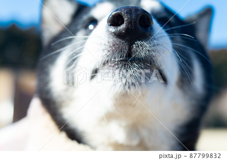 黒柴犬の口元 87799832