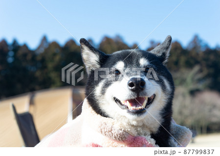スマイル黒柴犬 87799837