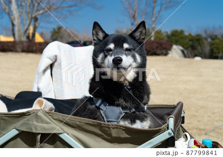 黒柴犬 黒柴犬 87799841