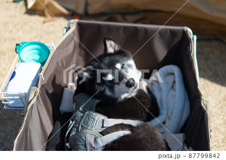 キャリーカートに乗った黒柴犬 キャリーカートに乗った黒柴犬 87799842