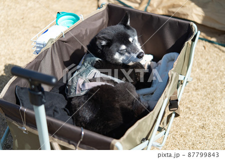 黒柴犬 黒柴犬 87799843