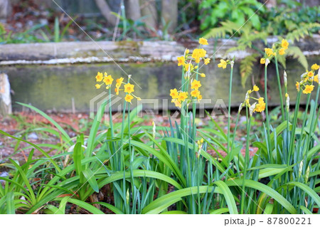 黄色スイセンの花 タリア 黄色スイセンの花 タリア 87800221
