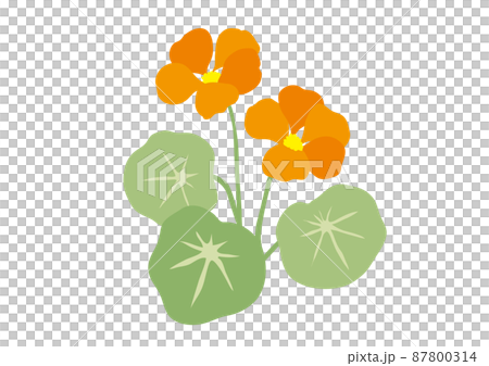 Companion Plants Nasturtium Nasturtium Companion Plants Nasturtium Nasturtium 87800314