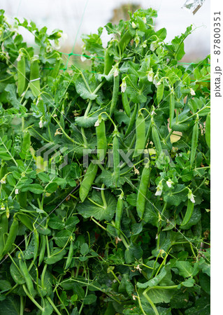 Peas plants carefully growing in the garden 87800351