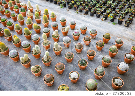 Rows of cacti growing in pots Rows of cacti growing in pots 87800352