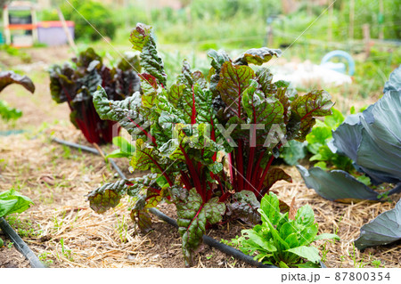 Drip irrigation system Drip irrigation system 87800354