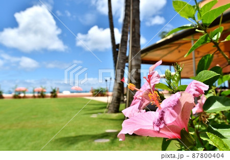 ハワイの休日 87800404