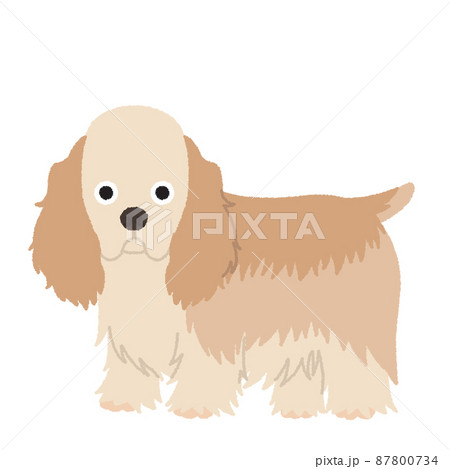 アメリカンコッカースパニエルの犬イラストのイラスト素材