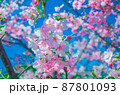 青空をバックに満開の河津桜 87801093