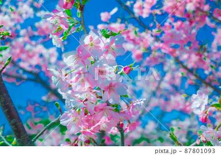 青空をバックに満開の河津桜 青空をバックに満開の河津桜 87801093