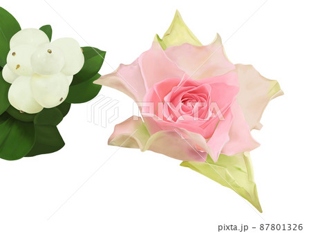 バラ　エンジェルキスとシンフォリカルポス 87801326