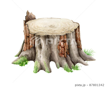 tree stump illustration