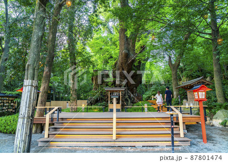 【静岡県】熱海市の来宮神社にある天然記念物の大楠 87801474