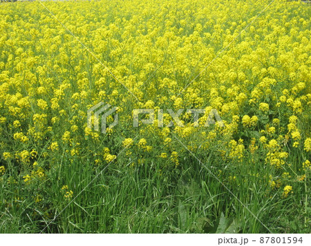 菜の花畑 菜の花畑 87801594