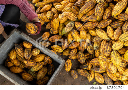 Cocoa beans and cocoa pod on a wooden surface. Cocoa beans and cocoa pod on a wooden surface. 87801704