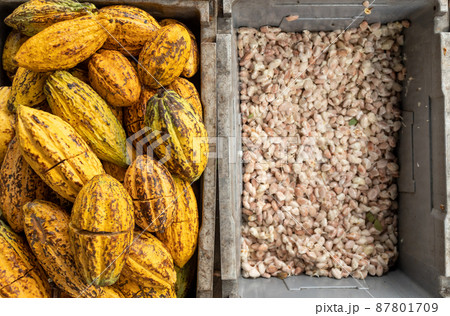 Cocoa beans and cocoa pod on a wooden surface. 87801709