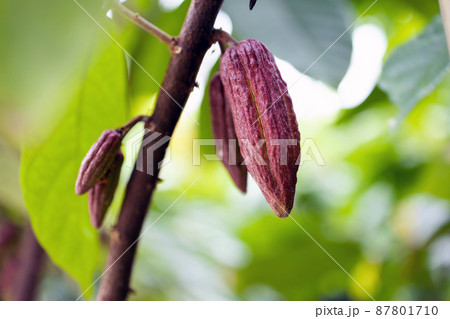 Cacao Tree (Theobroma cacao). Organic cocoa fruit pods in nature. 87801710