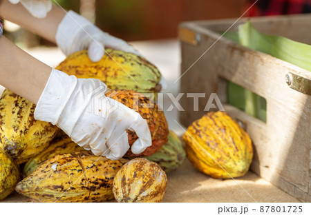 Fresh cocoa pod cut exposing cocoa seeds, with a cocoa plant in background. Fresh cocoa pod cut exposing cocoa seeds, with a cocoa plant in background. 87801725