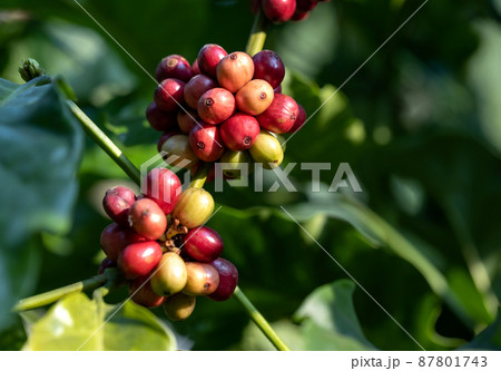 harvesting coffee berries by agriculture. Coffee beans ripening on the tree in North of Thailand harvesting coffee berries by agriculture. Coffee beans ripening on the tree in North of Thailand 87801743