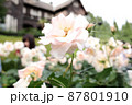 旧古川庭園の洋館を背景に白い薔薇の花 87801910